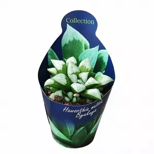 Haworthia Byakuya (Haworthia mutica) w doniczce ø 10,5 cm