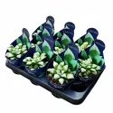 Haworthia Byakuya (Haworthia mutica) w doniczce ø 10,5 cm