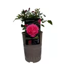 Róża floribunda Leonardo da Vinci ® w doniczce 3L