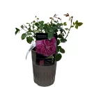 Róża floribunda Magic Aroma ® w doniczce 3L