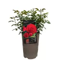 Róża floribunda Tara Reka ® w doniczce 3L