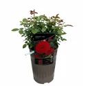 Róża floribunda Carmine Vaza ® w doniczce 3L