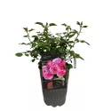 Róża floribunda Pink Vaza ® w doniczce 3L
