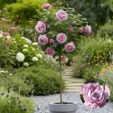 Róża na pniu Novalis ® w doniczce 5L