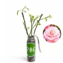 Róża floribunda różowa