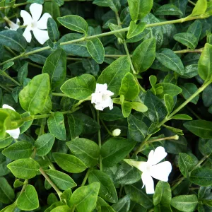 Barwinek pospolity Alba Variegata