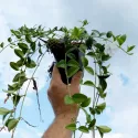 Barwinek pospolity Alba Variegata
