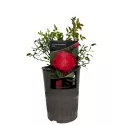 Róża floribunda Little Buckaroo ® w doniczce 3L