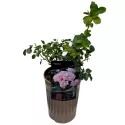 Róża floribunda Pink Ruf ® w doniczce 3L