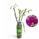 Róża floribunda Fiołek