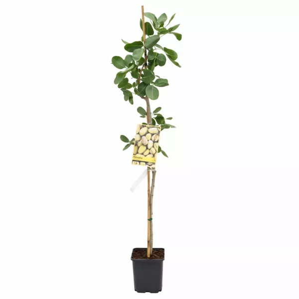 Pistacja aklimatyzowana Peters (męski zapylacz)