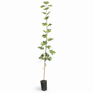 Klon zwyczajny (Acer platanoides)