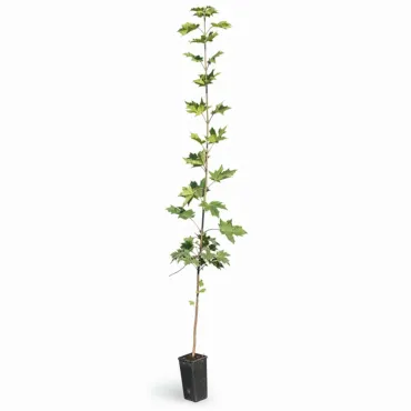 Klon zwyczajny (Acer platanoides)