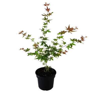Klon palmowy Phoenix (Acer palmatum Phoenix)