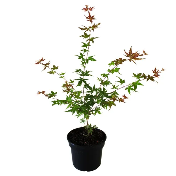Klon palmowy Phoenix (Acer palmatum Phoenix)