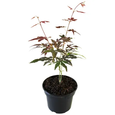 Klon palmowy Atropurpureum (Acer palmatum Atropurpureum)