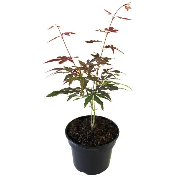 Klon palmowy Atropurpureum (Acer palmatum Atropurpureum)