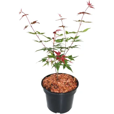 Klon palmowy Beni Maiko (Acer palmatum Beni Maiko)