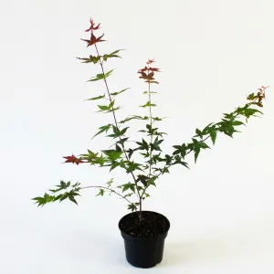 Klon palmowy Deshojo (Acer palmatum Deshojo)