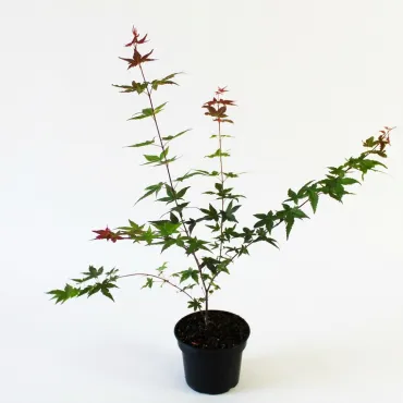 Klon palmowy Deshojo (Acer palmatum Deshojo)