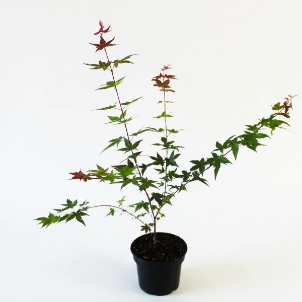 Klon palmowy Deshojo (Acer palmatum Deshojo)