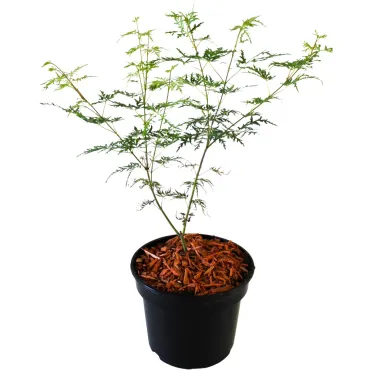 Klon palmowy Emerald Lace (Acer palmatum Emerald Lace)