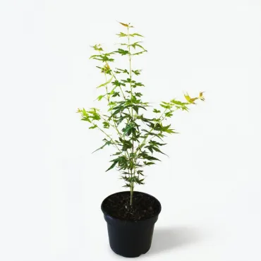 Klon palmowy Katsura (Acer palmatum Katsura)