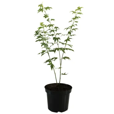 Klon palmowy Orange Dream (Acer palmatum Orange Dream)