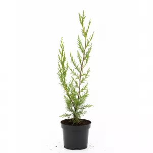Cyprysik Leylanda (Cupressocyparis leylandii) 50-60 cm, w doniczce