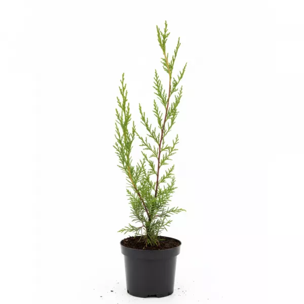 Cyprysik Leylanda (Cupressocyparis leylandii) 50-60 cm, w doniczce