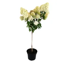 Hortensja na pniu Bobo® w doniczce 5L