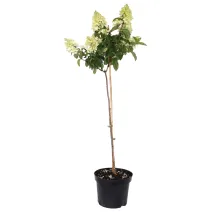 Hortensja na pniu Bombshell® w doniczce 5L