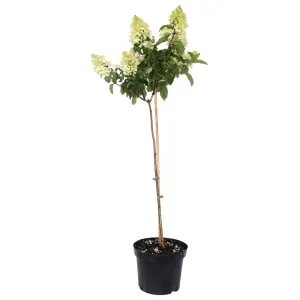 Hortensja na pniu Bombshell® w doniczce 5L