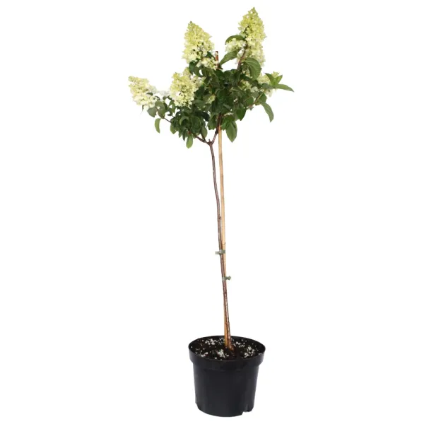 Hortensja na pniu Bombshell® w doniczce 5L