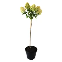 Hortensja na pniu Limelight® w doniczce 5L