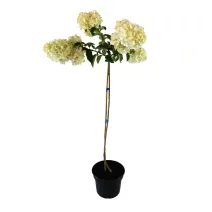 Hortensja na pniu Polar Bear® w doniczce 5L