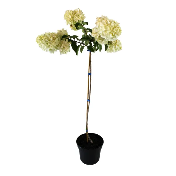 Hortensja na pniu Polar Bear® w doniczce 5L
