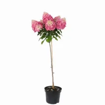 Hortensja na pniu Vanilla Fraise® w doniczce 5L