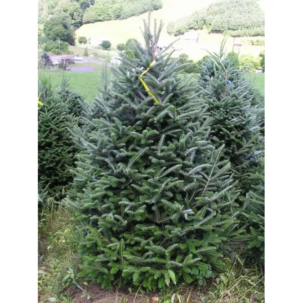Jodla Frasera (Abies fraseri) w doniczce P9