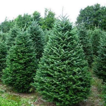 Jodła balsamiczna (Abies balsamea) w doniczce C1