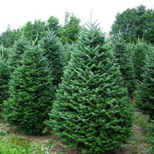 Jodła balsamiczna (Abies balsamea) w doniczce C1