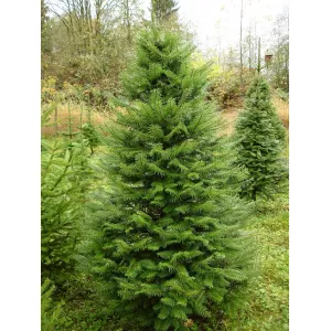 Jodła olbrzymia (Abies grandis) w doniczce C1