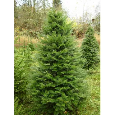 Jodła olbrzymia (Abies grandis) w doniczce C1