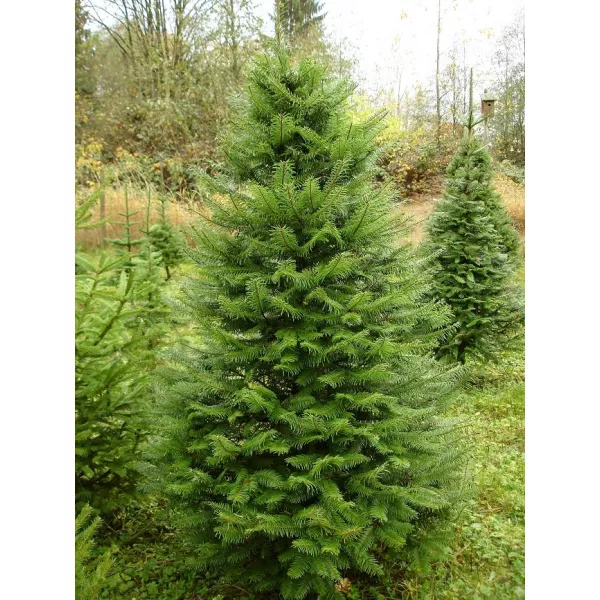 Jodła olbrzymia (Abies grandis) w doniczce C1