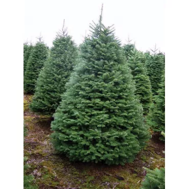 Jodła szlachetna (Abies procera) w doniczce C1