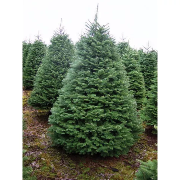 Jodła szlachetna (Abies procera) w doniczce C1