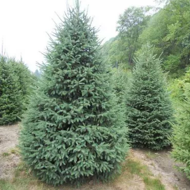 Świerk biały (Picea glauca Nova Scotia) w doniczce C1