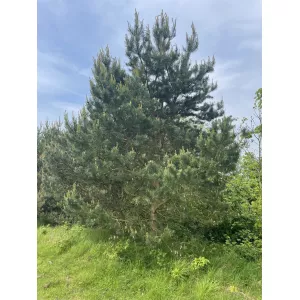 Sosna zwyczajna (Pinus sylvestris) w doniczce C1