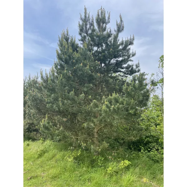 Sosna zwyczajna (Pinus sylvestris) w doniczce C1
