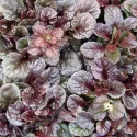 Mahoniowa dąbrówka Mahagony (Ajuga)
